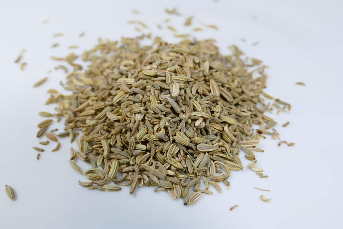 Fennel Venkel - Afbeelding 2